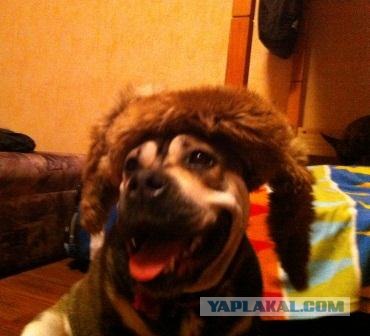 Собакочетверг