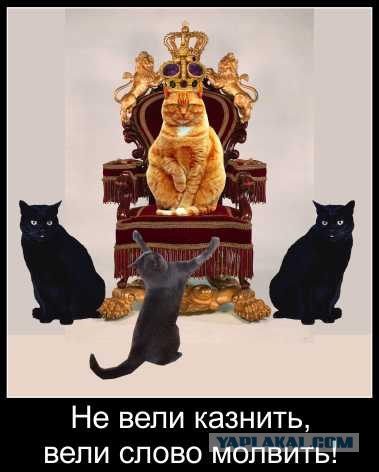 Ох уж эти коты :3