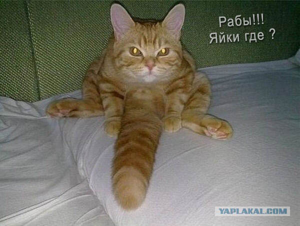 Показалось, наверное