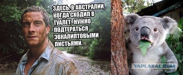 Можно ли подтереть зад листом борщевика?