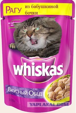 Злой кот