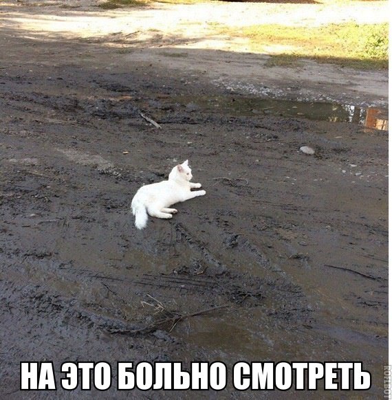 Картинки и мемы для настроения 005