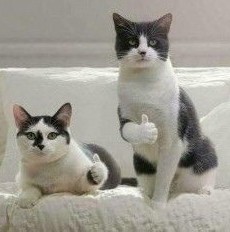 Котейка