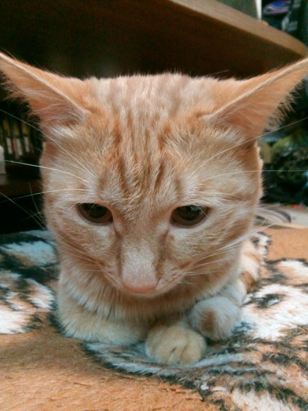 Котовторник. Февраль