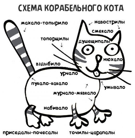 Друзья моряков: почему корабельных котов считают полноправными членами экипажа
