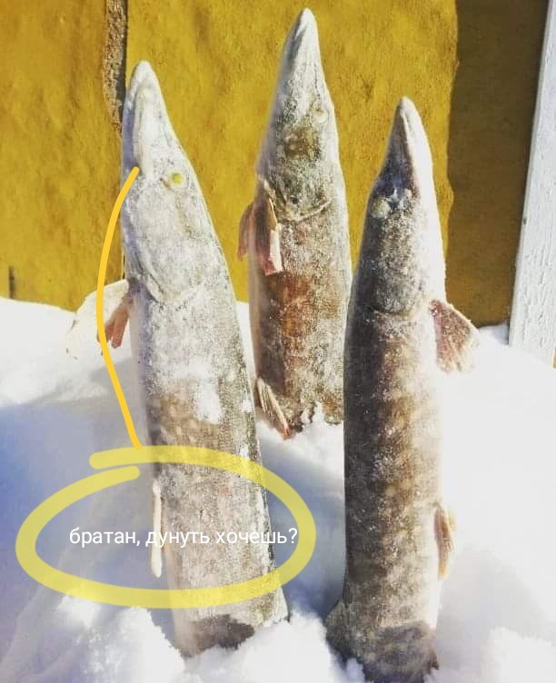 Как зимуют щуки в северных реках