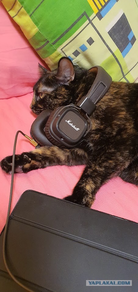 Котовторник 07.06.2022