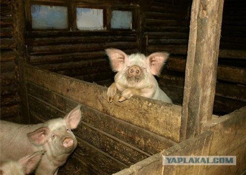 Депутат недоволен государственной  квартирой