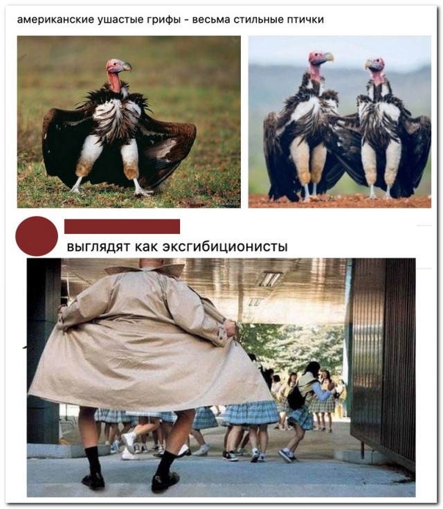 10 смешных кадров дикой природы, когда фотограф немного облажался, но это было только к лучшему