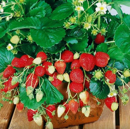 Сентябрь, и снова о перцах