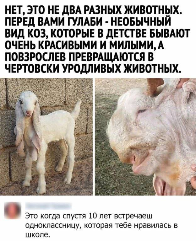 Веселые картинки в понедельник 21.04