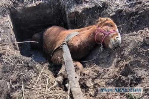 В Астрахани добрые люди спасли лошадку.