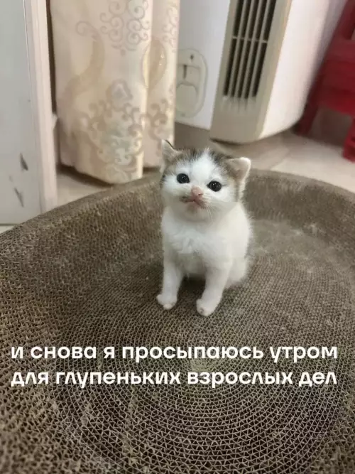 Картиночки, баянчики 8 марта