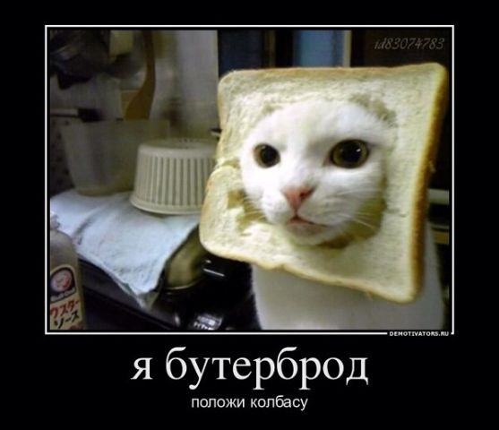 Польза от котов