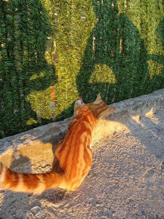 Котовторник 04.03.2014