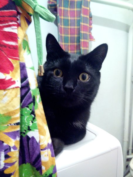 Котовторник 29.04.14.
