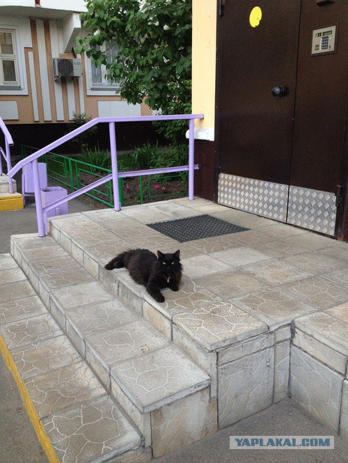 Котовторник 10.06.2014