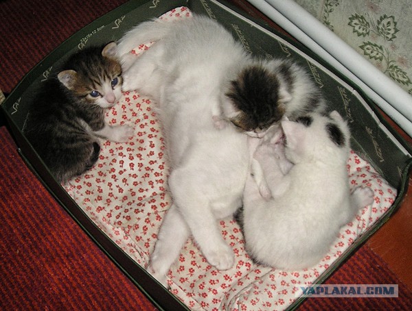 Котовторник 17.06.2014