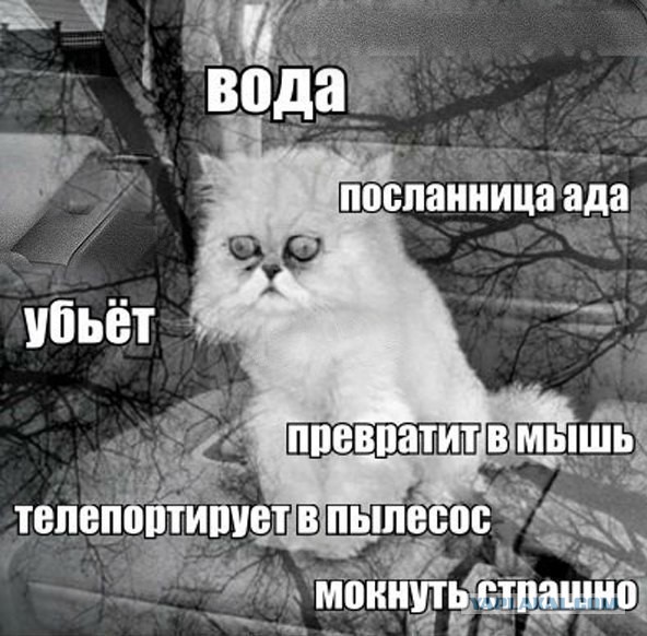 Комменты из соцсетей