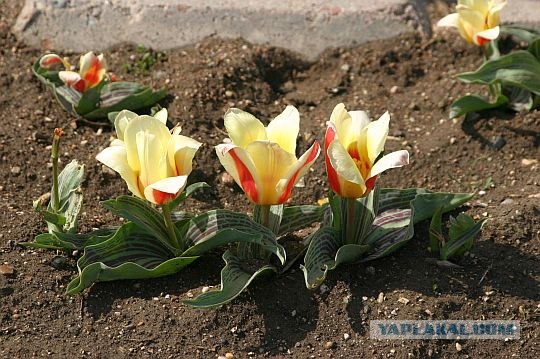 Весеннего настроения пост