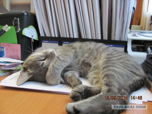 Котовторник 23.09.2014.