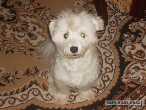 Самые редкие породы собак