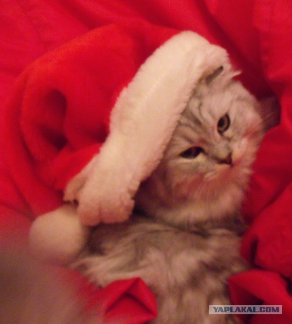 Котовторник 23.12.2014
