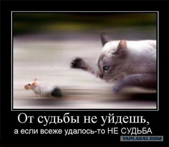 Давно демотиваторов не было