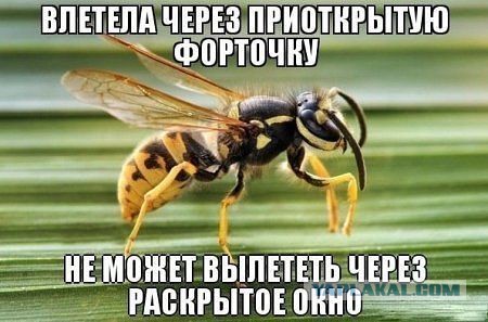 Весёлое из сети