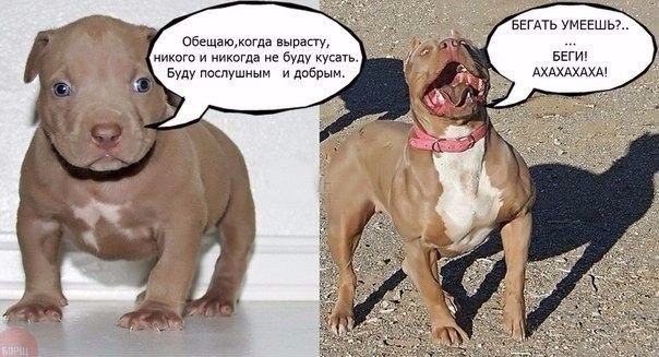 Забавные картинки из Сети