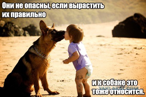 25 самых опасных пород собак