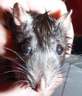 Японская мышеловка