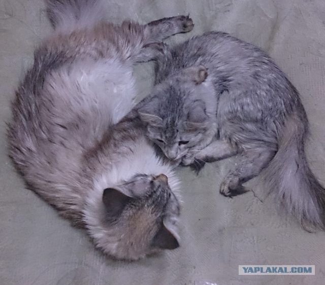 Котовторник - начало