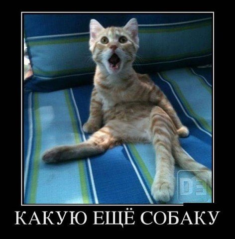 Мохнатые беспредельщики