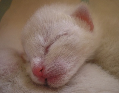Котомет на вторник!