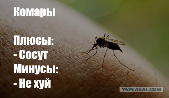 Смешные комментарии из социальных сетей 03.06.2016