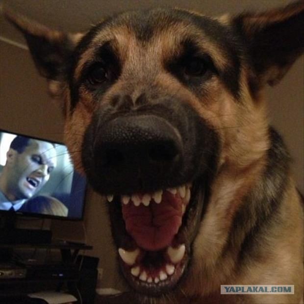 Ага, снова эти картинки и гифки