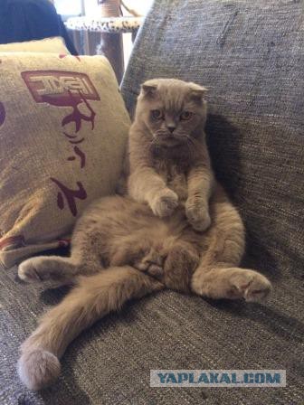 Котовторник 28.02.2017