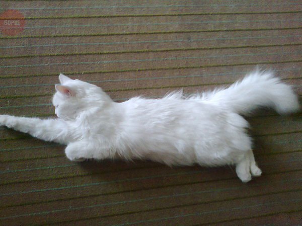 Коты и Кошки