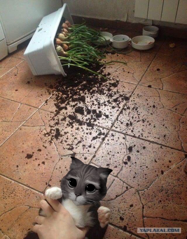 Я не умею рисовать котов? Да ладно...