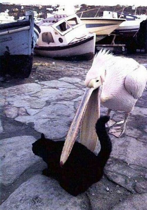 Живность из сети