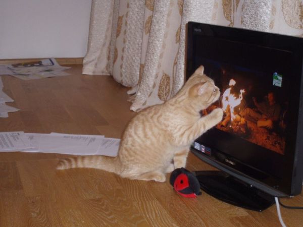 Коты и ТВ