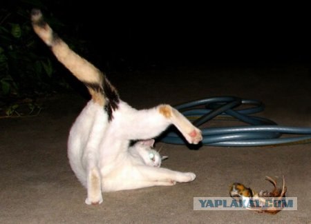 Котовторник 15.02.2011