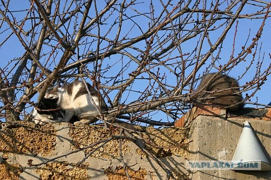 Кошачий март