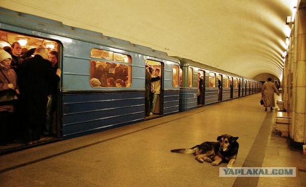 На серой ветке метро в час пик