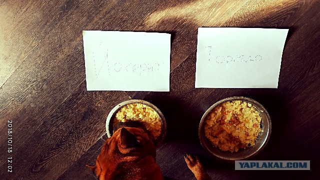 Хоккей сезон 2018-19(КХЛ, НХЛ, Сборная России, хсм и остальное) часть 2