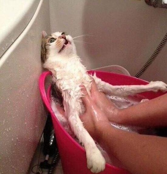 Прикольных котов пост
