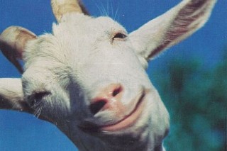 Осел козлу не товарищ