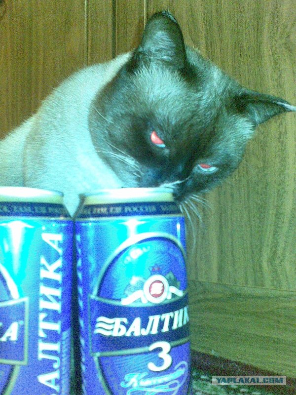 Десантный котовторник