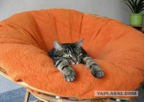 Котовторник так котовторник!